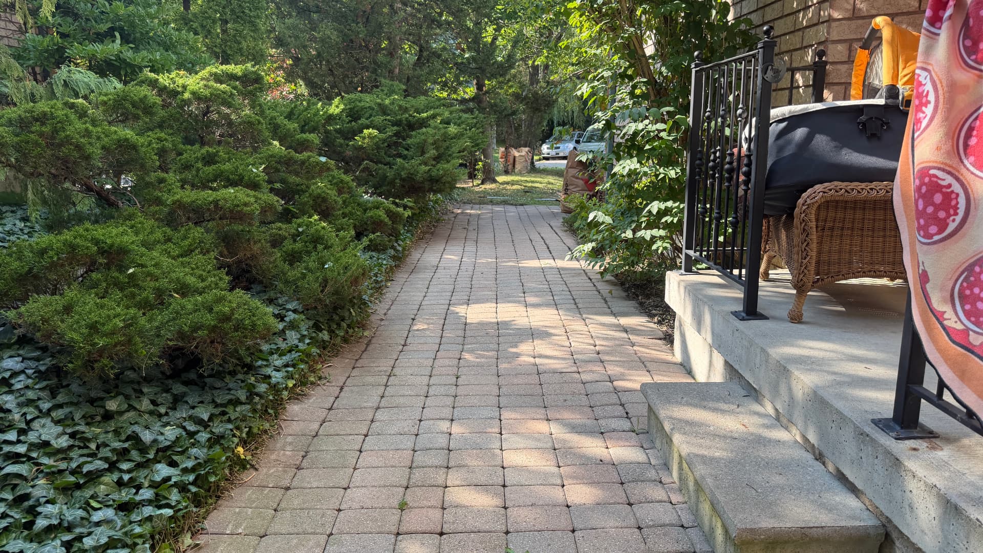 Swept paver walkway beside freshly shaped shrubs