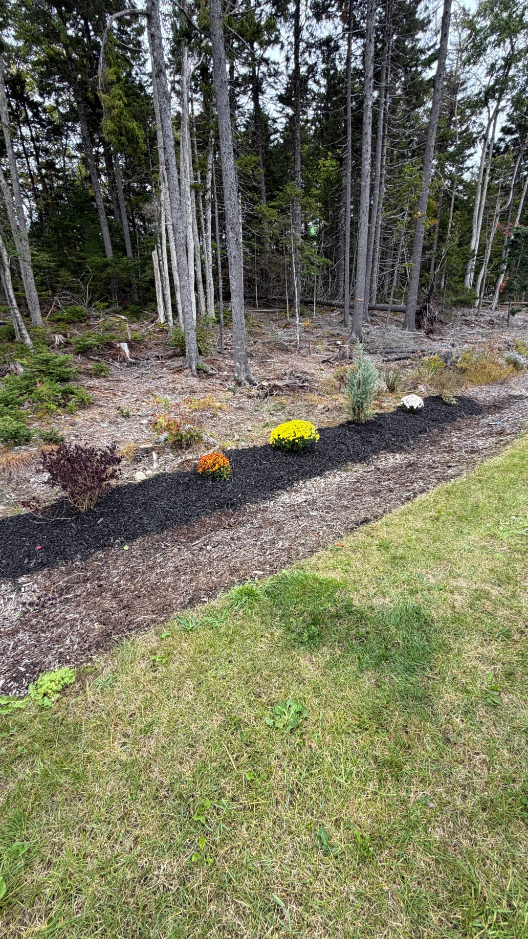 Fresh dark mulch bed with fall mums along a wooded lawn edge